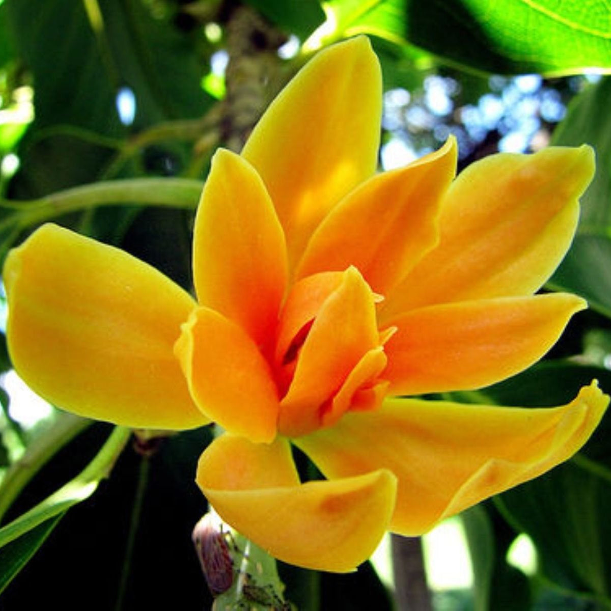 Champaca Magnolia plant