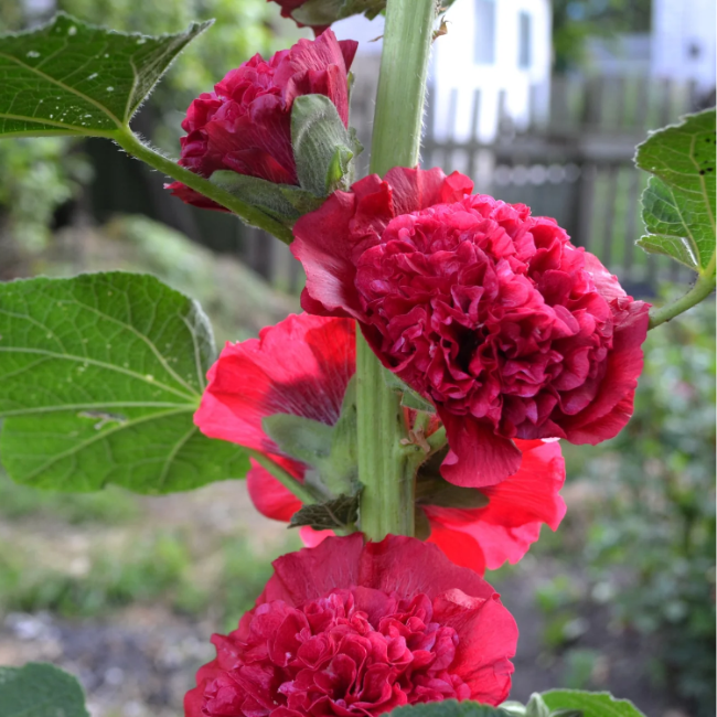 Double Red Hollyhock plant