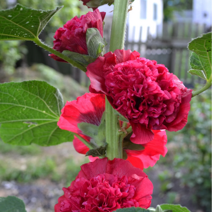 Double Red Hollyhock plant