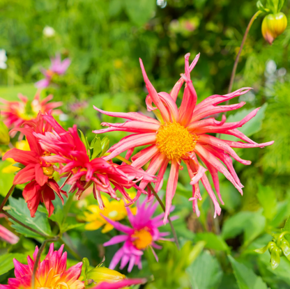 Cactus Dahlia plant