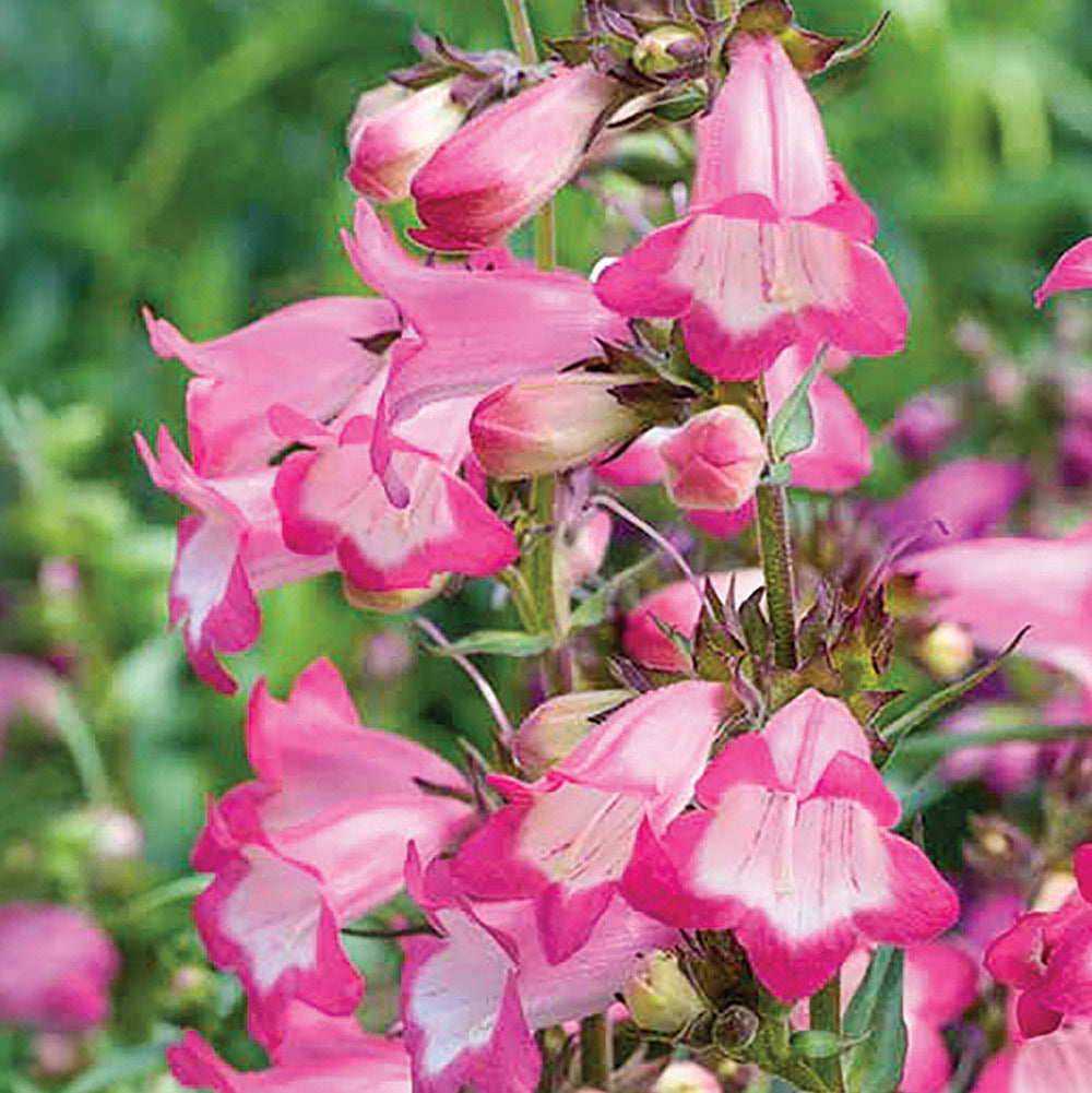 Pink Penstemon plant