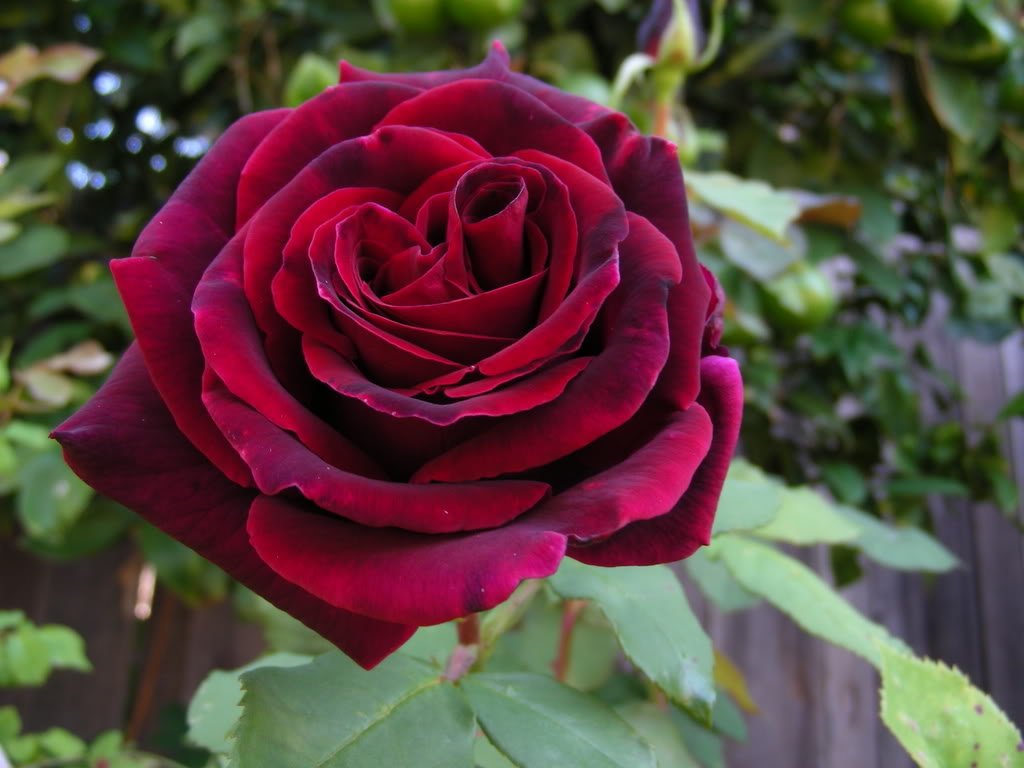 Burgundy Climbing Rose plant