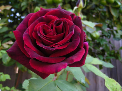Burgundy Climbing Rose plant