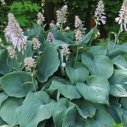 Angel Plantain Lily plant
