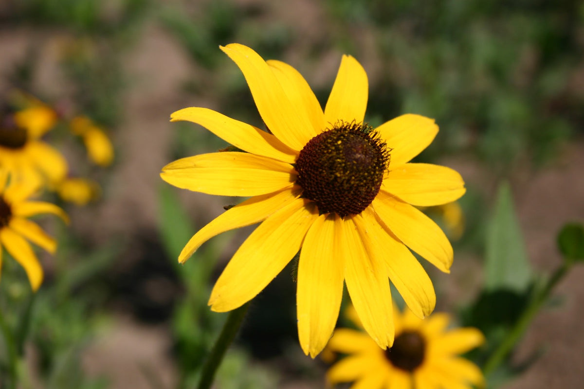 Yellow Black-Eyed Susan plant
