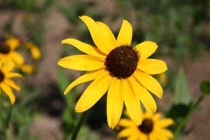 Yellow Black-Eyed Susan plant