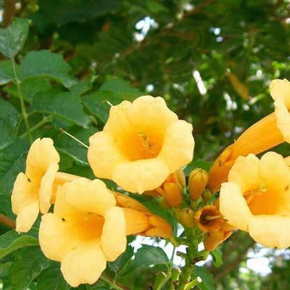 Flava Campsis Radicans plant