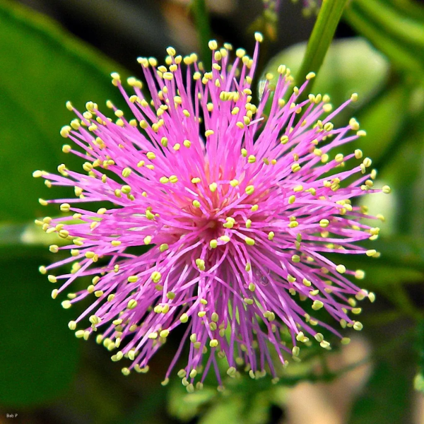 Quadrivalvis Mimosa plant