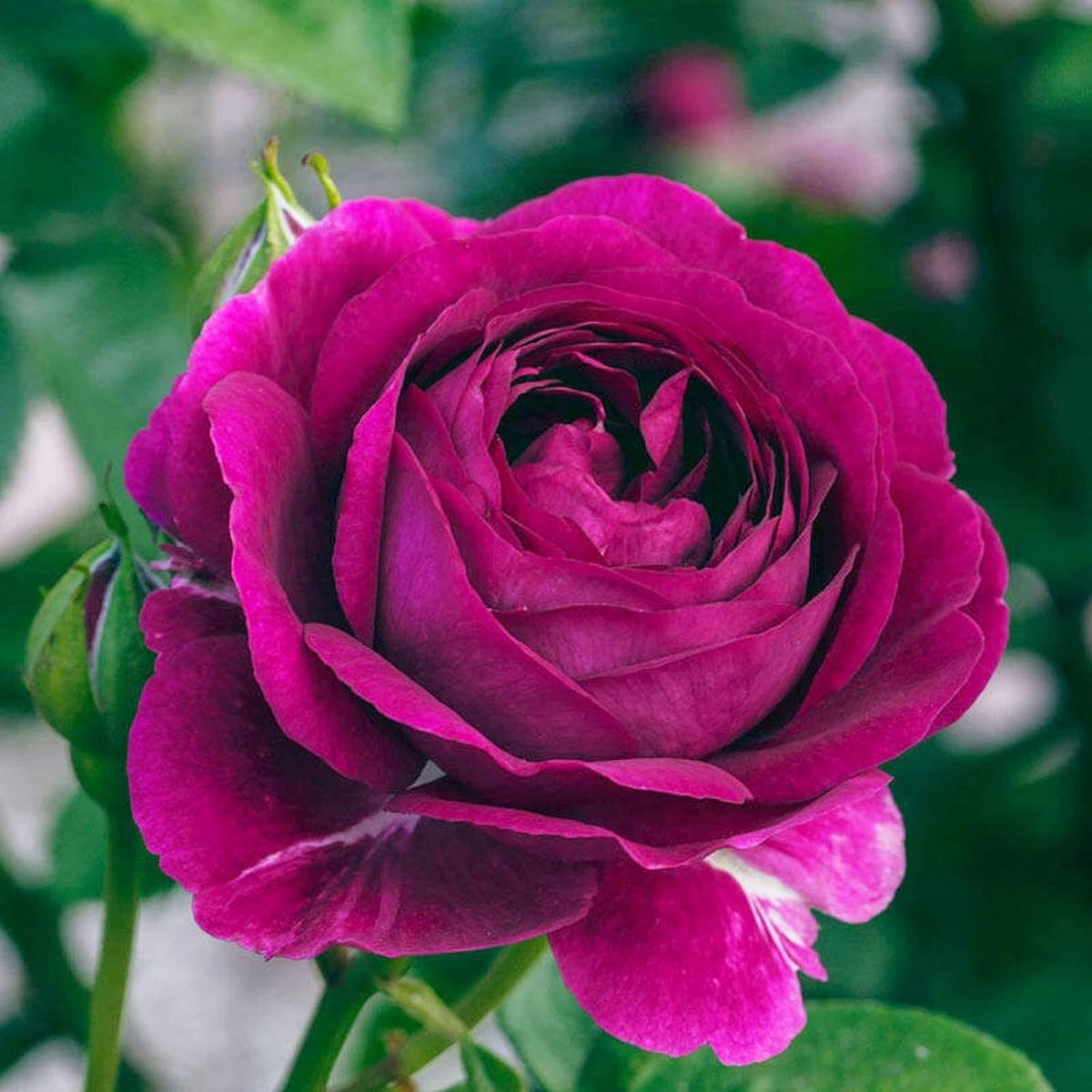 Rosa plant