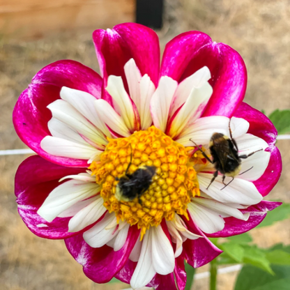 Collarette Dahlia plant
