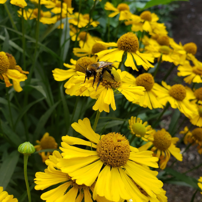 Autumnale Helenium plant