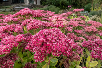 Emperor’s Wave Sedum plant