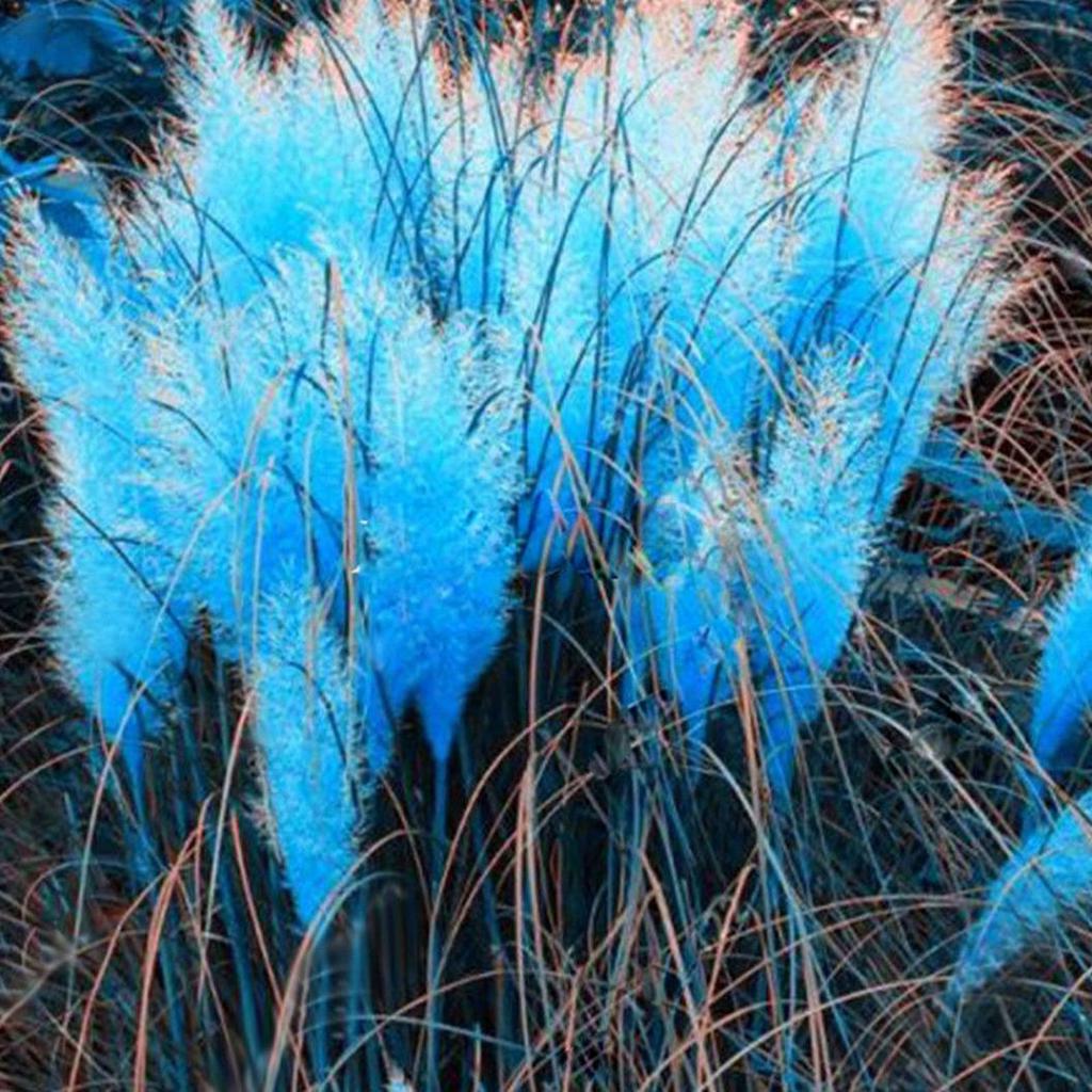 Blue Pampas Grass plant