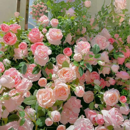 Pink Climbing flower seeds