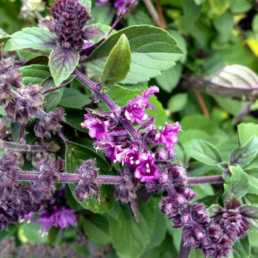 Ocimum flower seeds