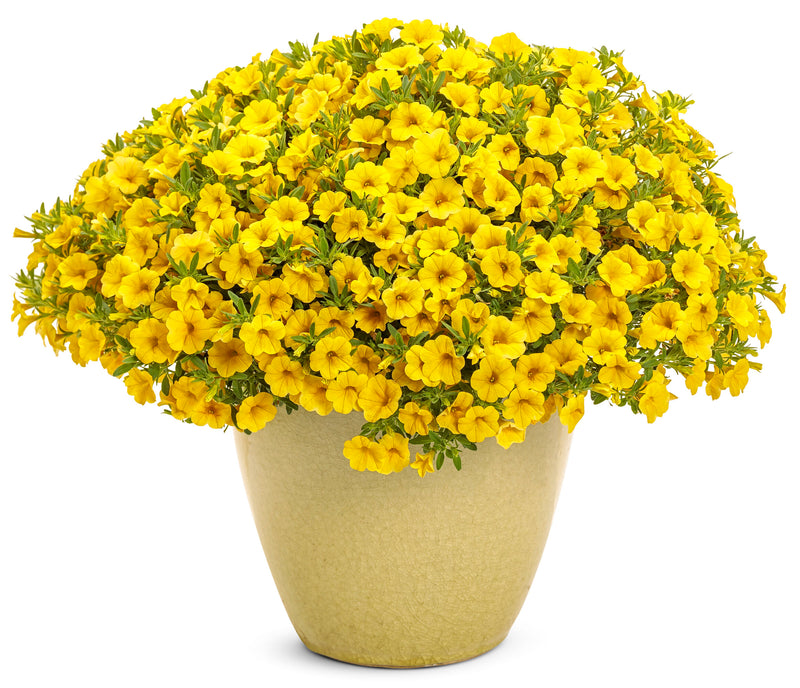 Yellow Calibrachoa Flower Seeds for Planting – Heirloom Superbells Seeds