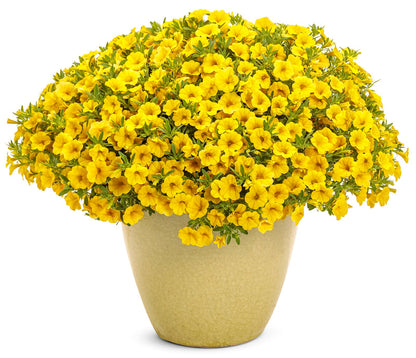 Yellow Calibrachoa Flower Seeds for Planting – Heirloom Superbells Seeds