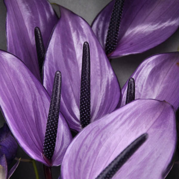Lavender Anthurium Flower Seeds for Planting – Exotic Indoor Tropical Flowers