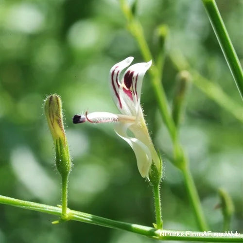 Andrographis flower seeds