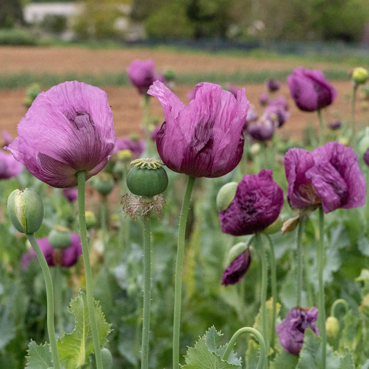 Violet Eschscholtzia flower seeds