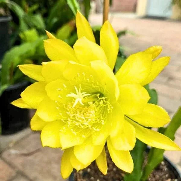 Yellow Nopalxochia flower seeds
