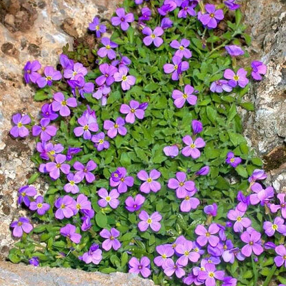 Rockcress Aubrieta Deltoidea plant