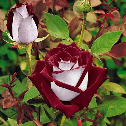 Hybrid Tea Rose plant