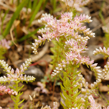 Stonecrop Sedum Pulchellum plant