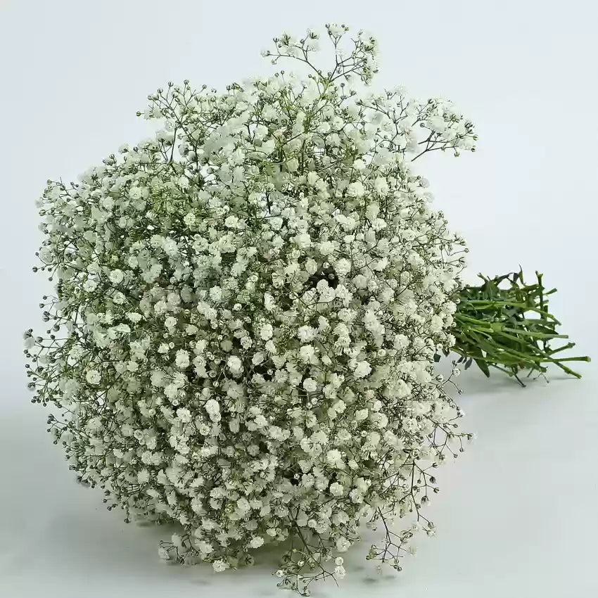 Peach Gypsophila flower seeds