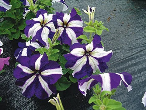 White Blue flower seeds