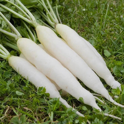 Organic Radish Seeds
