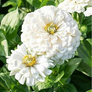 White Yellow flower seeds