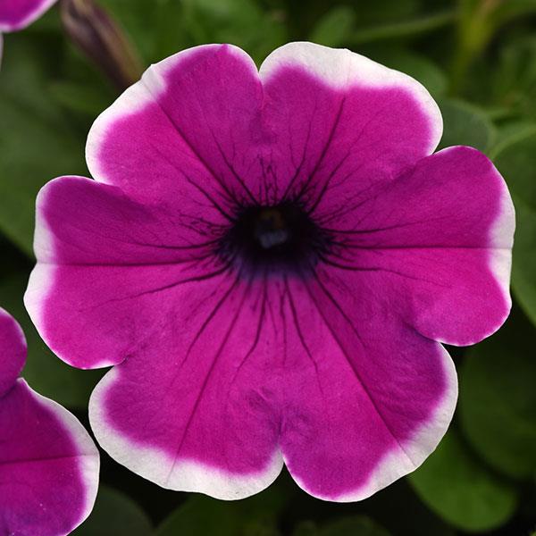 Pink Violet flower seeds