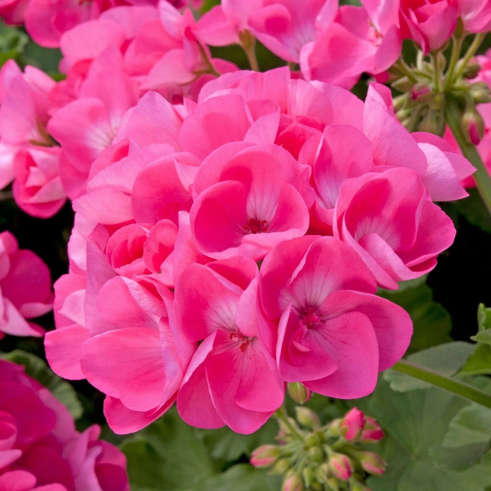 Geranium Pelargonium flower seeds