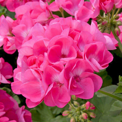 Geranium Pelargonium flower seeds