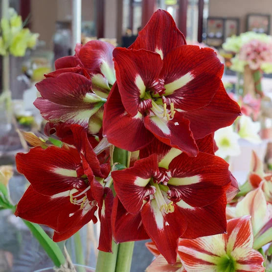 Red White flower seeds