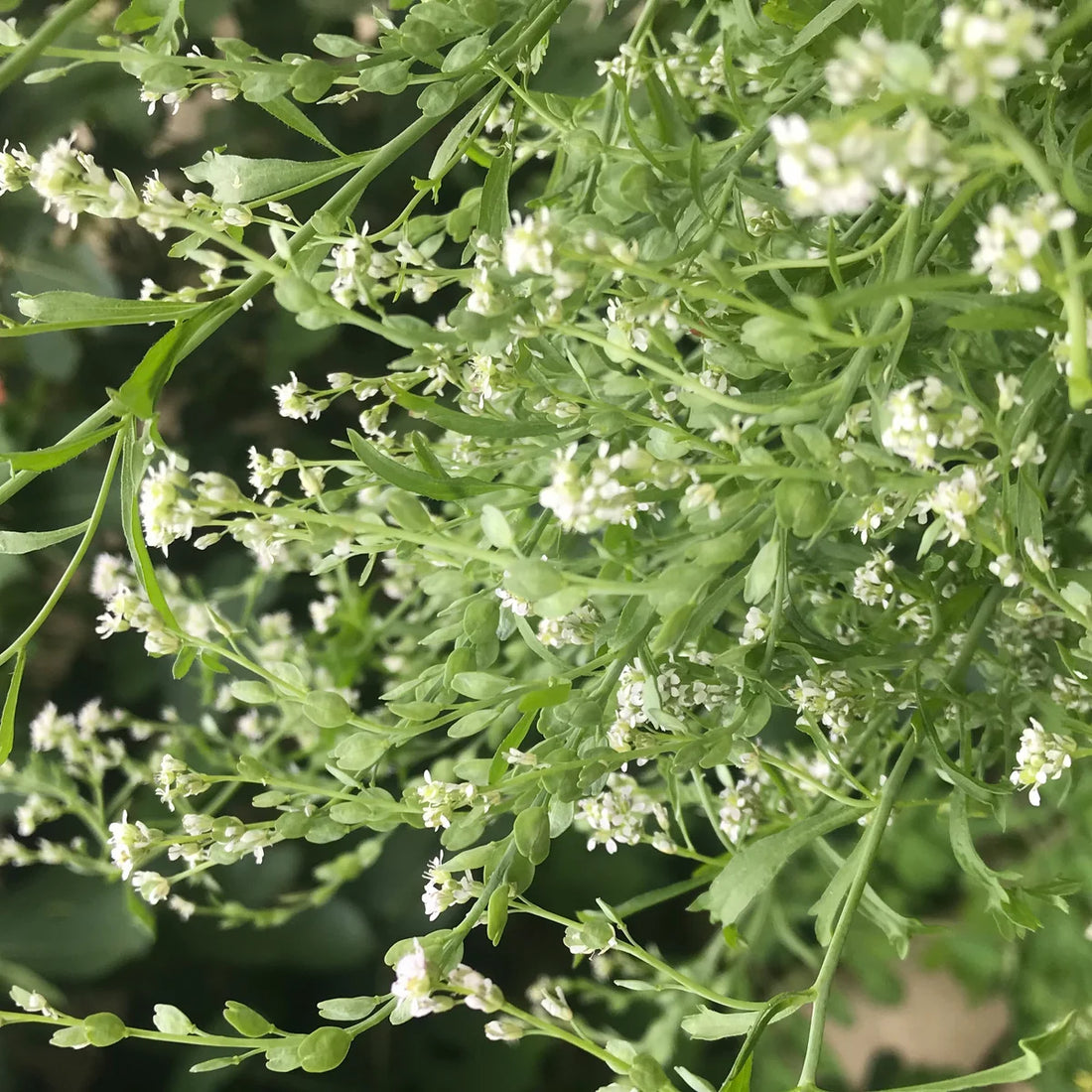 Cress flower seeds