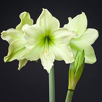 Pale Green flower seeds