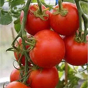 Sub Arctic Plenty Tomato Vegetable Seeds for Planting – Heirloom Non-GMO Garden Seeds