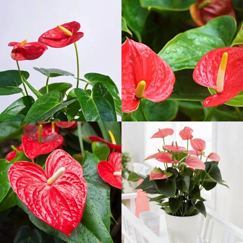 Red Anthurium flower seeds