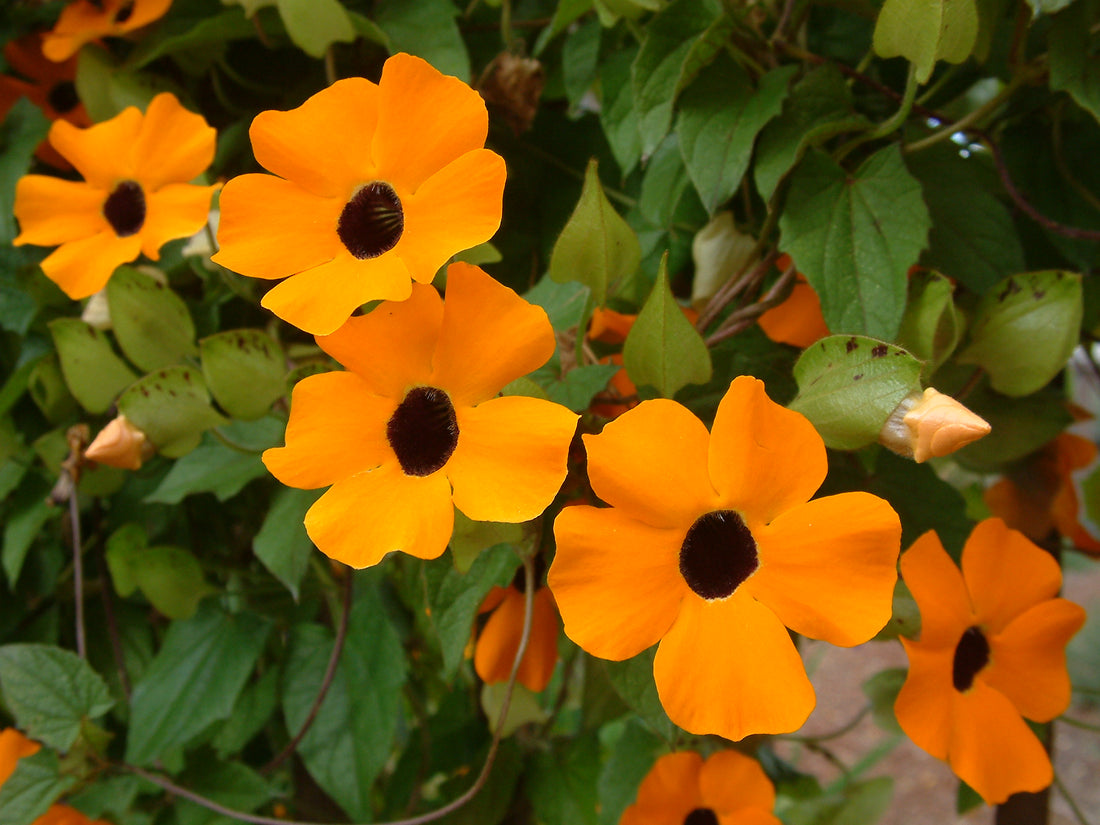 Thunbergia flower seeds
