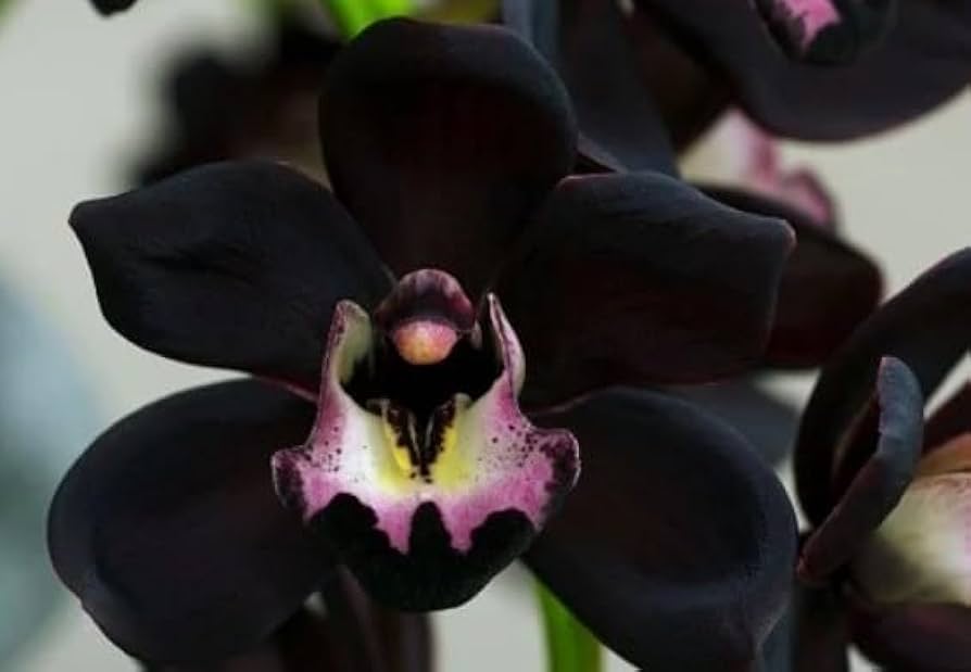 Black Phalaenopsis flower seeds