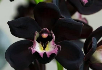 Black Phalaenopsis flower seeds