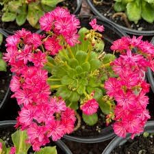 Lewisia flower seeds