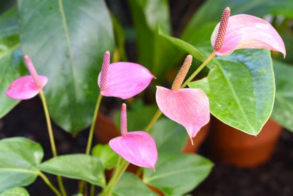 Dark Pink flower seeds