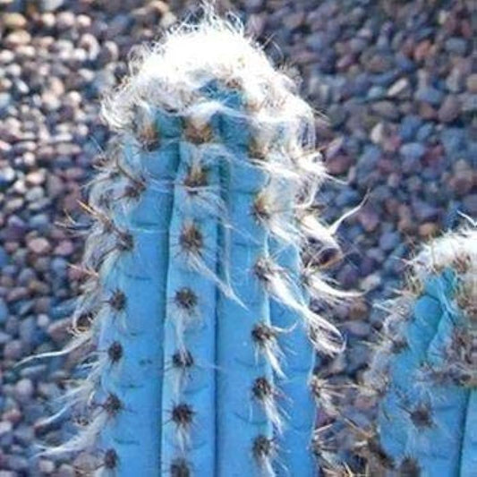 Blue Pilosocereus flower seeds
