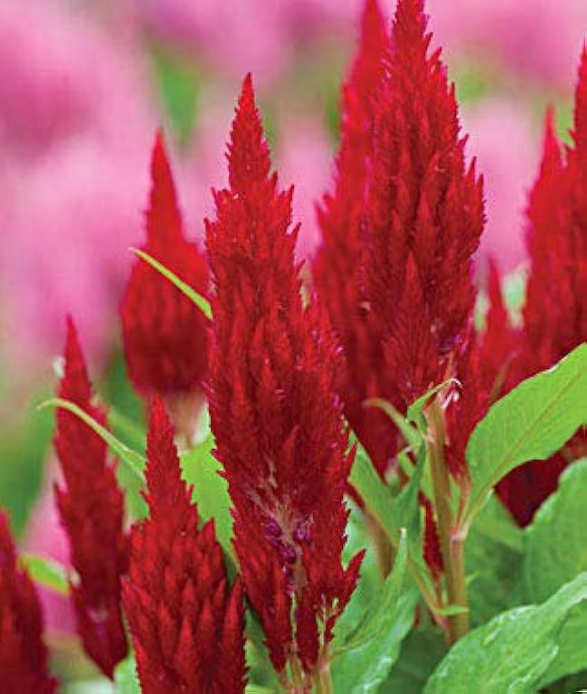 Scarlet Morning flower seeds