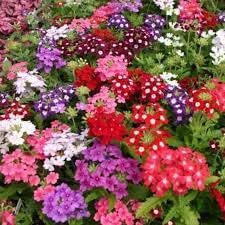 Verbena Dwarf flower seeds