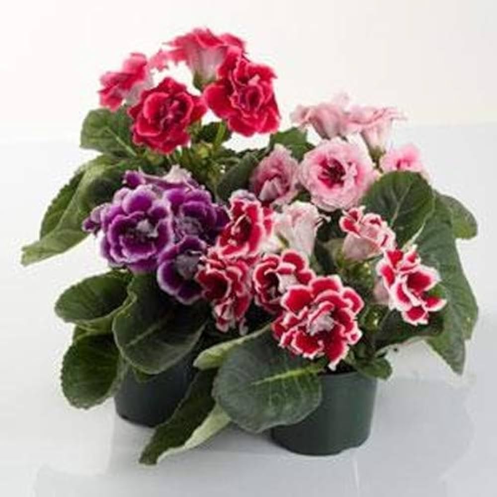 Burgundy Gloxinia flower seeds