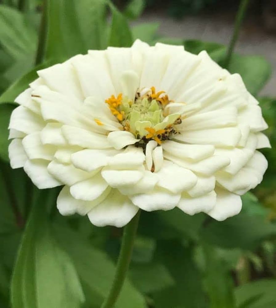 White Belyy flower seeds
